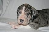 DOGUE ALLEMAND 729